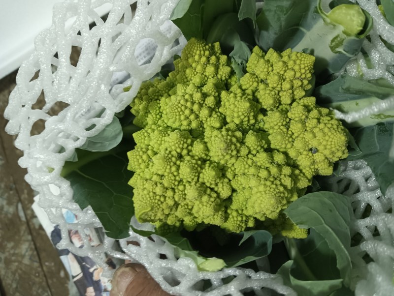 【精品】宝塔花菜高品质优质特菜山东淄博产品直发有需致电