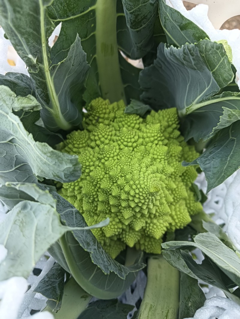 【精品】宝塔花菜高品质优质特菜山东淄博产品直发有需致电