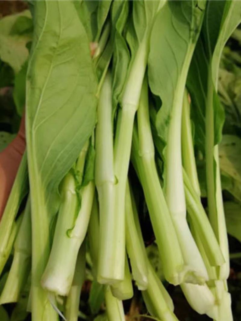 白菜苔，湖北白菜苔，湘妹子白菜苔