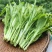 白菜苔，湖北白菜苔，湘妹子白菜苔