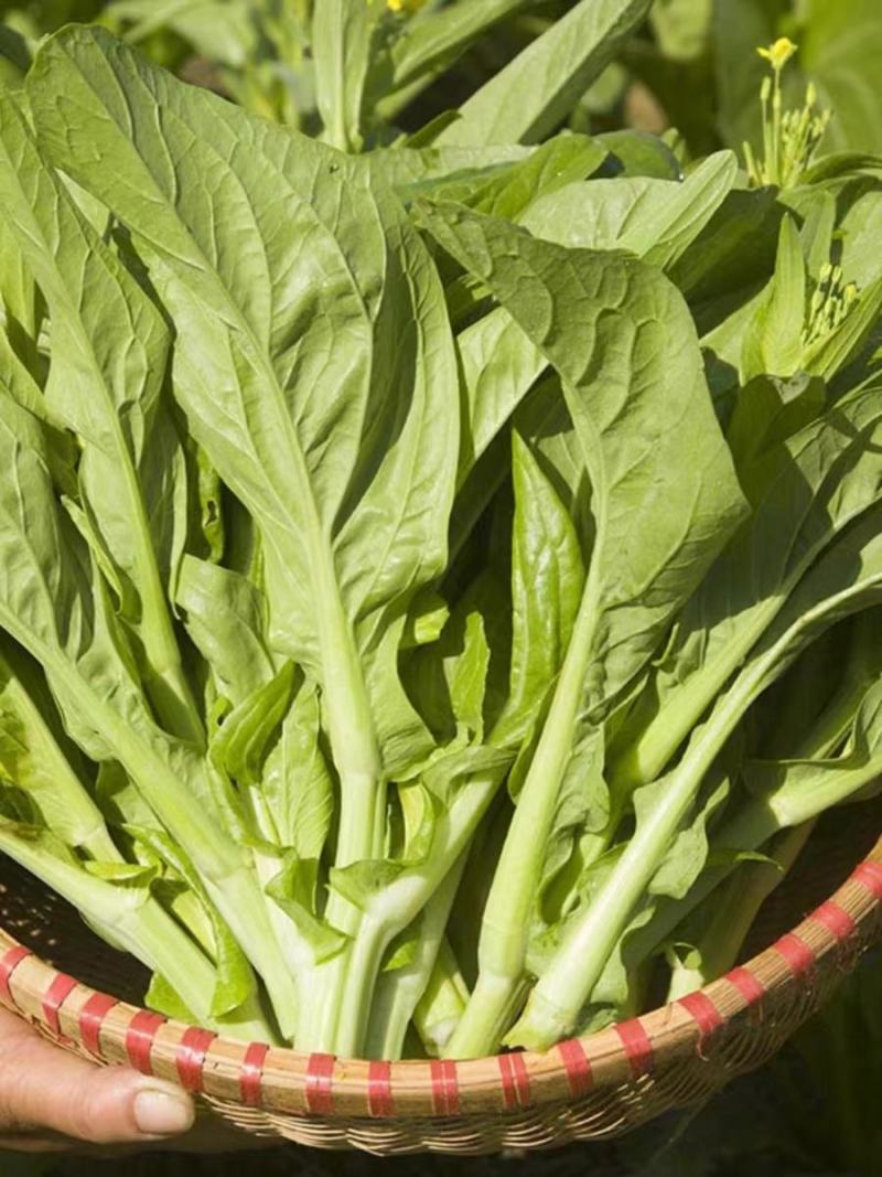 白菜苔，湖北白菜苔，湘妹子白菜苔