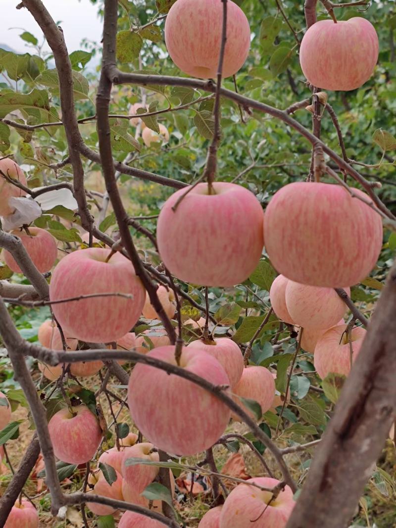 大量红富士苹果上市，全红，条纹