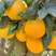 【果冻橙】爱媛38果冻橙秭归产地直供代发全国市场来电优惠