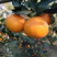 【果冻橙】爱媛38果冻橙秭归产地直供代发全国市场来电优惠