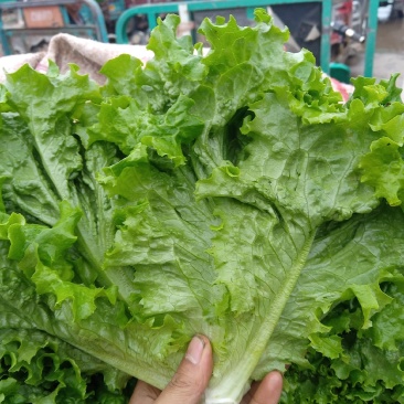 生菜叶
