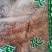 红雪茶干货红雪茶丝中药材冷背中药材专营量大从优