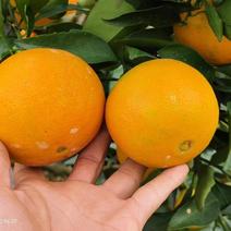 爱媛38果冻橙大量上市中！