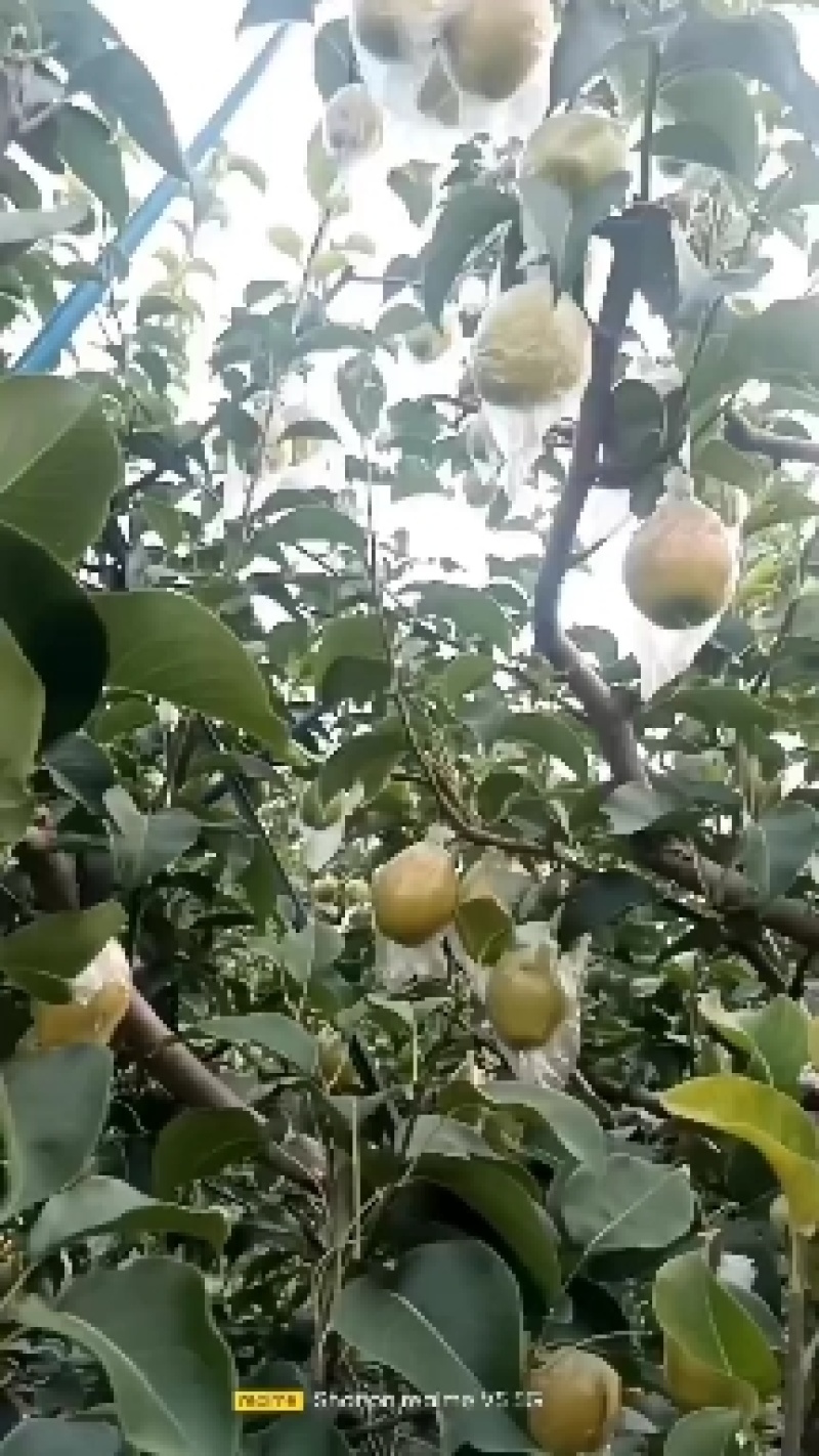 红香酥梨