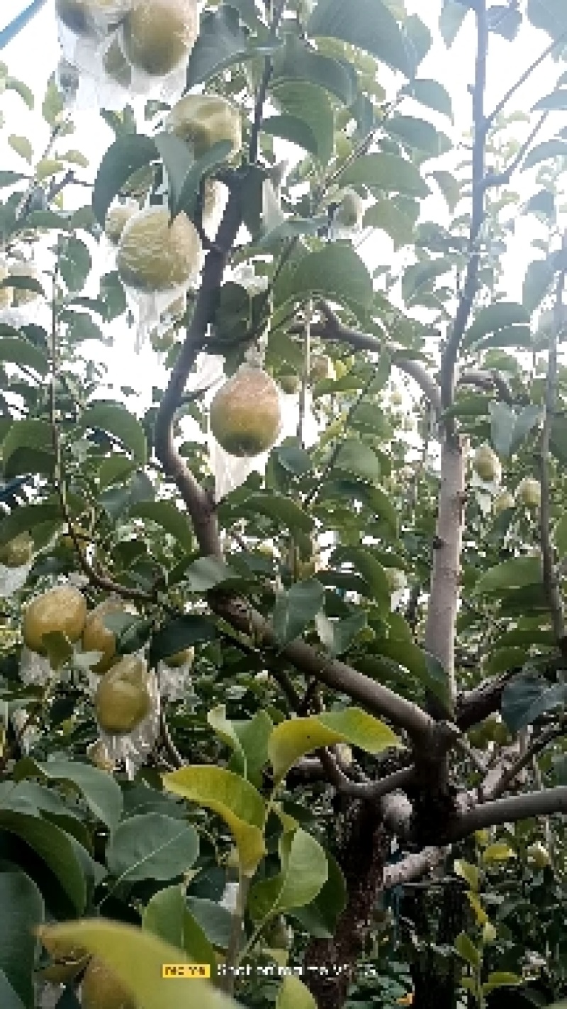 红香酥梨