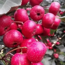 大量库存甜红子山楂，红山果