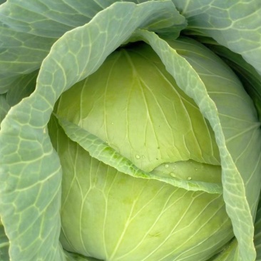 开封通许墨玉包菜无虫眼干叶不烧心净菜上车提供网袋