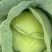 开封通许墨玉包菜无虫眼干叶不烧心净菜上车提供网袋