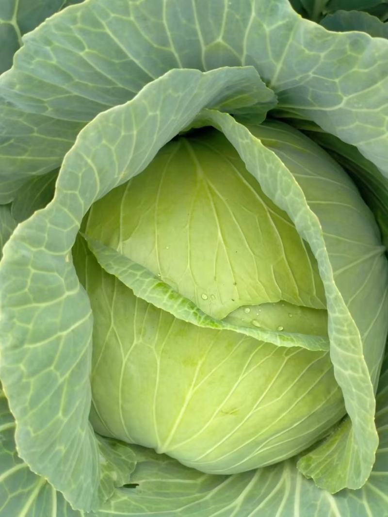 开封通许墨玉包菜无虫眼干叶不烧心净菜上车提供网袋