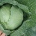 开封通许墨玉包菜无虫眼干叶不烧心净菜上车提供网袋