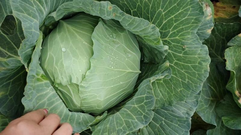 开封通许墨玉包菜无虫眼干叶不烧心净菜上车提供网袋