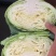 开封通许墨玉包菜无虫眼干叶不烧心净菜上车提供网袋