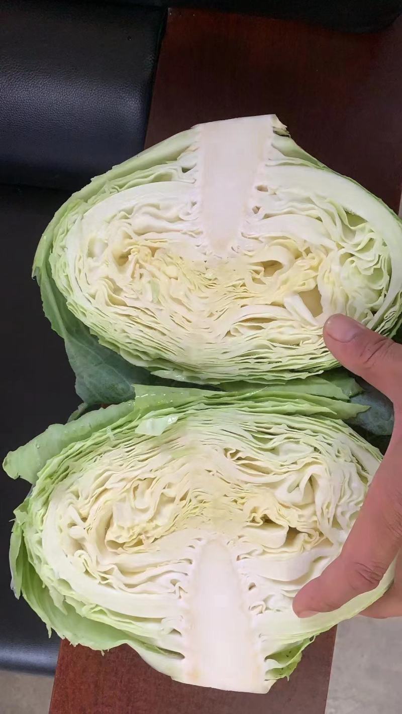 开封通许墨玉包菜无虫眼干叶不烧心净菜上车提供网袋