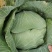 开封通许墨玉包菜无虫眼干叶不烧心净菜上车提供网袋