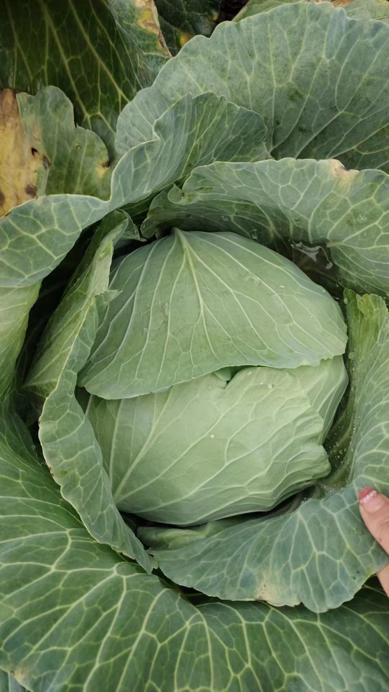 开封通许墨玉包菜无虫眼干叶不烧心净菜上车提供网袋