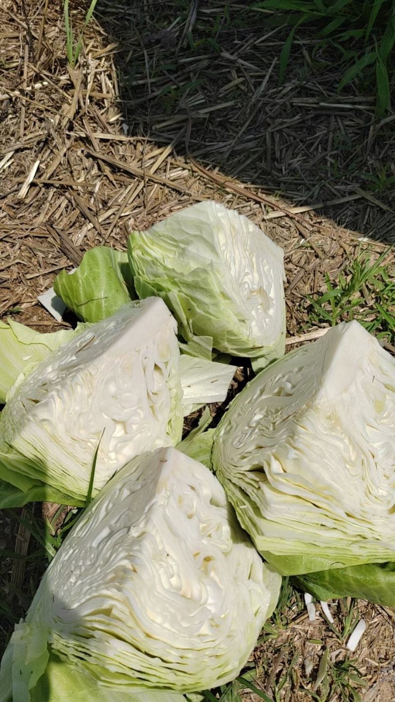 开封通许墨玉包菜无虫眼干叶不烧心净菜上车提供网袋