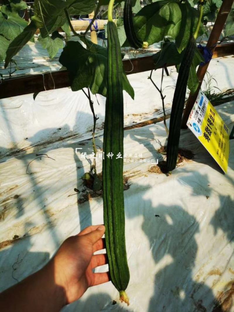 正源寿甜1号丝瓜种子和利农种籽早熟八角瓜耐热棱角丝瓜种子