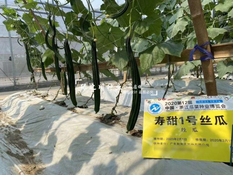 正源寿甜1号丝瓜种子和利农种籽早熟八角瓜耐热棱角丝瓜种子