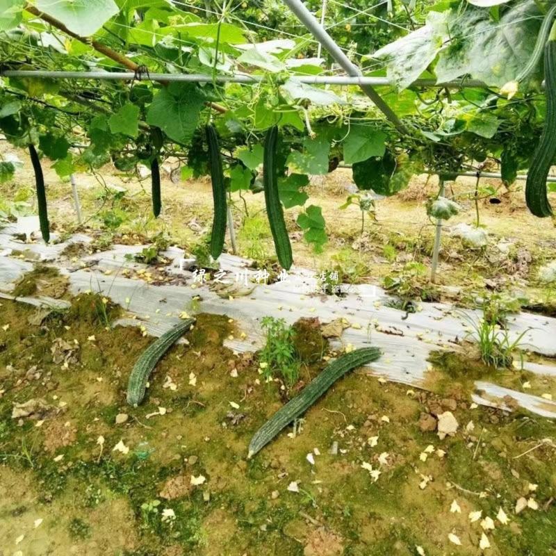 正源寿甜1号丝瓜种子和利农种籽早熟八角瓜耐热棱角丝瓜种子