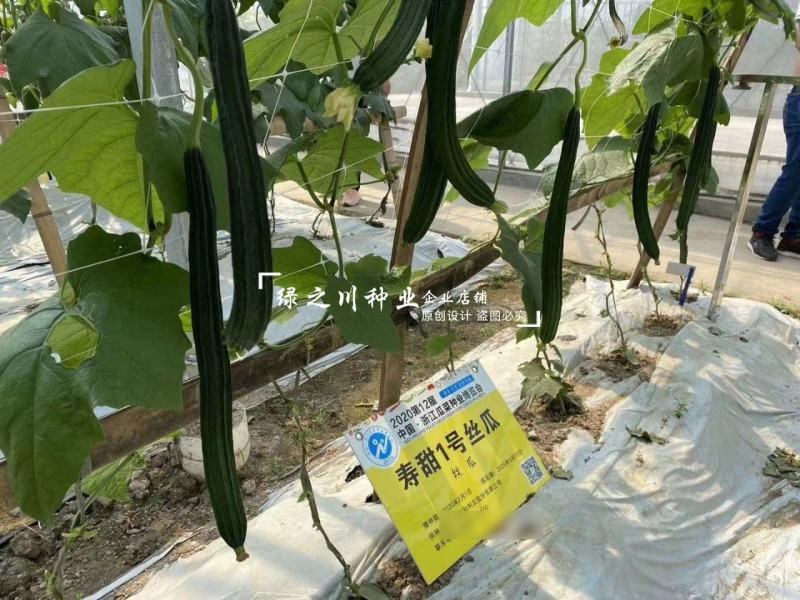正源寿甜1号丝瓜种子和利农种籽早熟八角瓜耐热棱角丝瓜种子