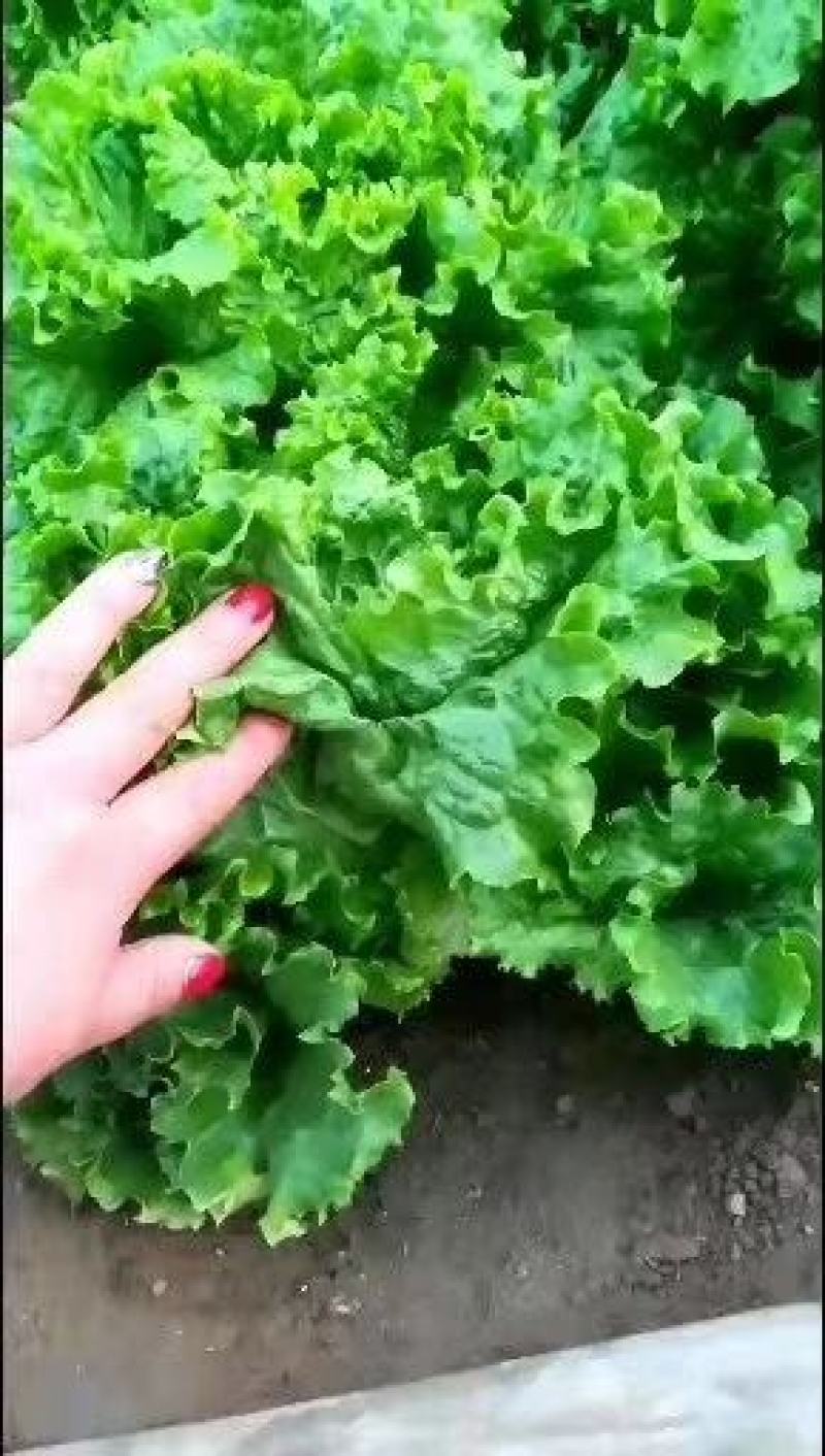 散叶生菜