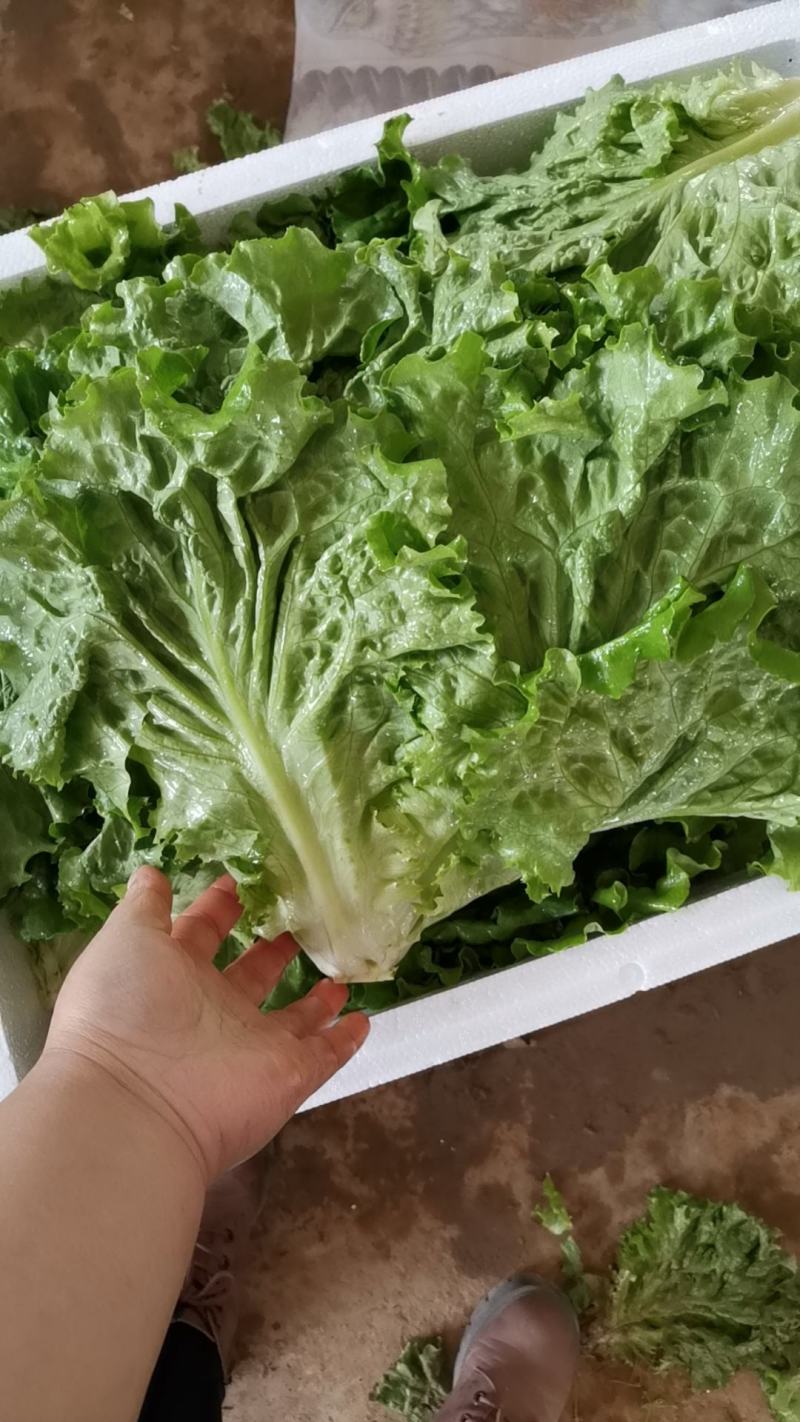散叶生菜