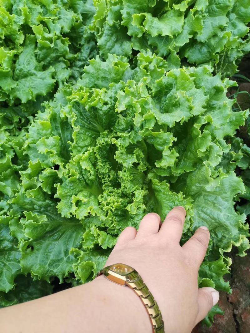 散叶生菜