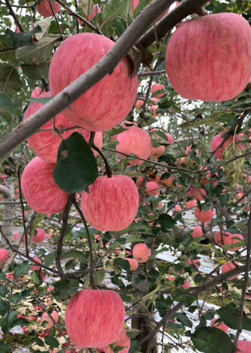 万亩红富士苹果大量上市，产地批发，条红，全红红富士苹果