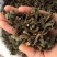 溪黄草,山羊面,熊胆草,血风草,黄汁草,实拍现货,