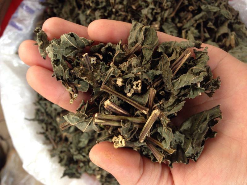 溪黄草，山羊面，熊胆草，血风草，黄汁草，实拍现货，