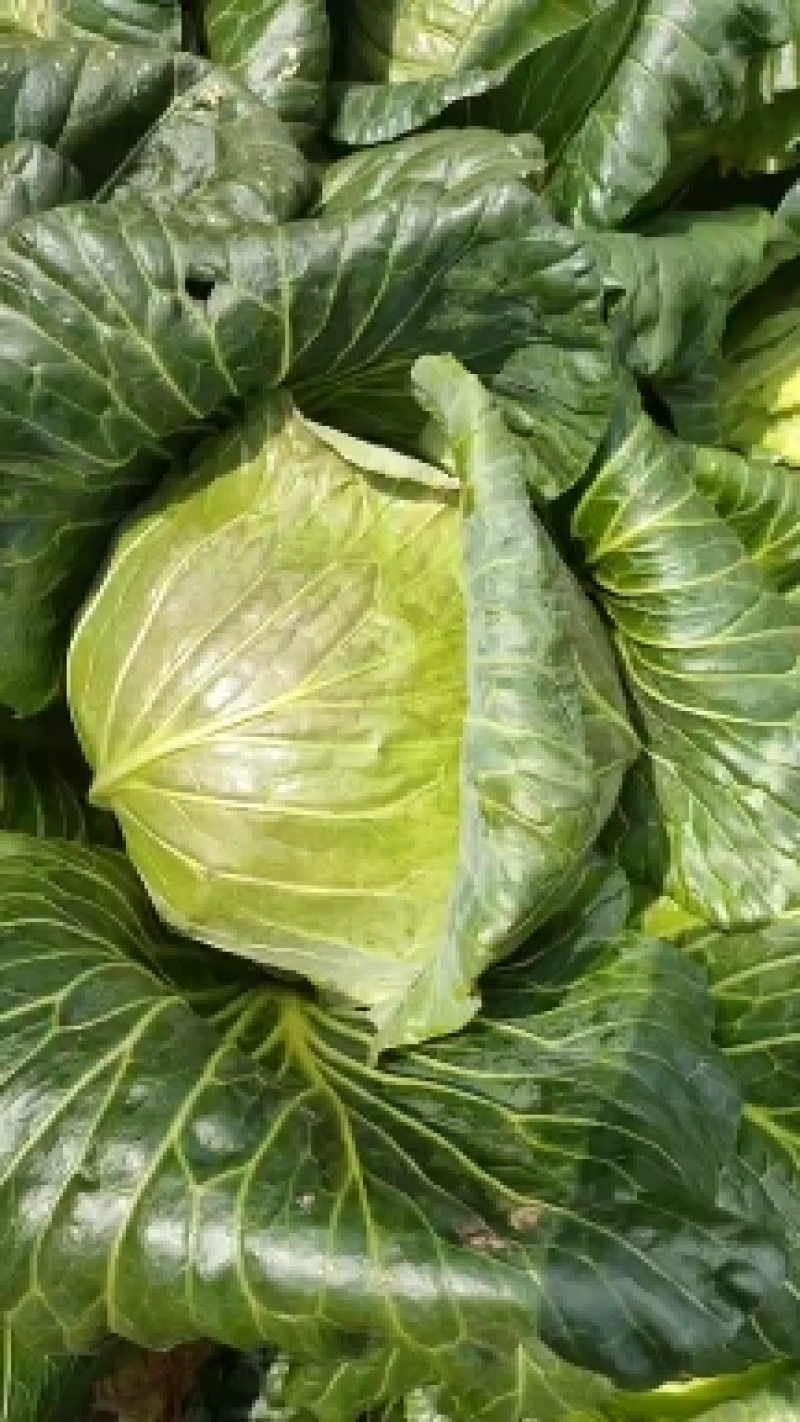 高山蔬菜，寒胜甘蓝圆包菜产地大量供应，对接全国电商批发