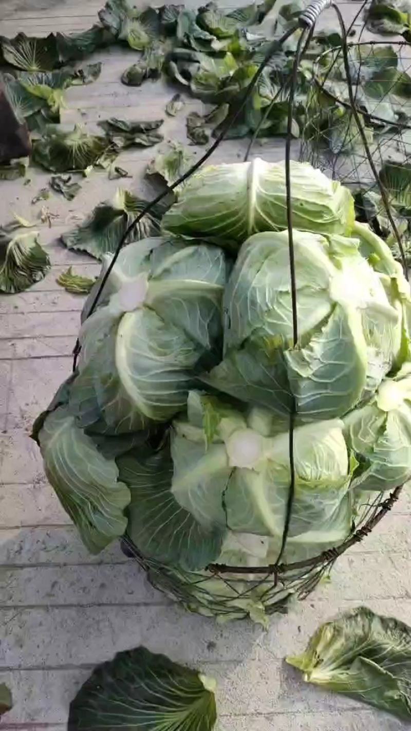 高山蔬菜，寒胜甘蓝圆包菜产地大量供应，对接全国电商批发