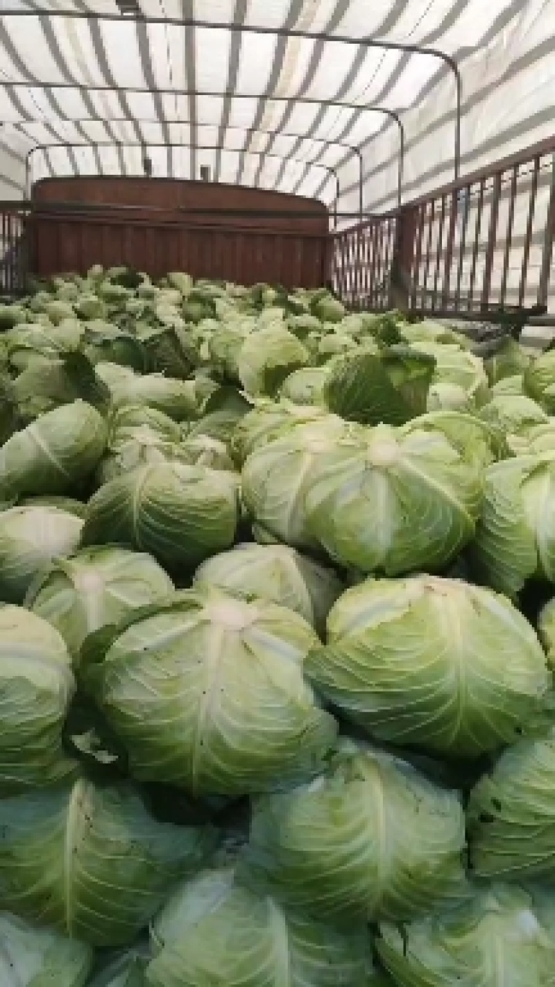高山蔬菜，寒胜甘蓝圆包菜产地大量供应，对接全国电商批发