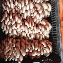 陕西头茬冬季品种平菇