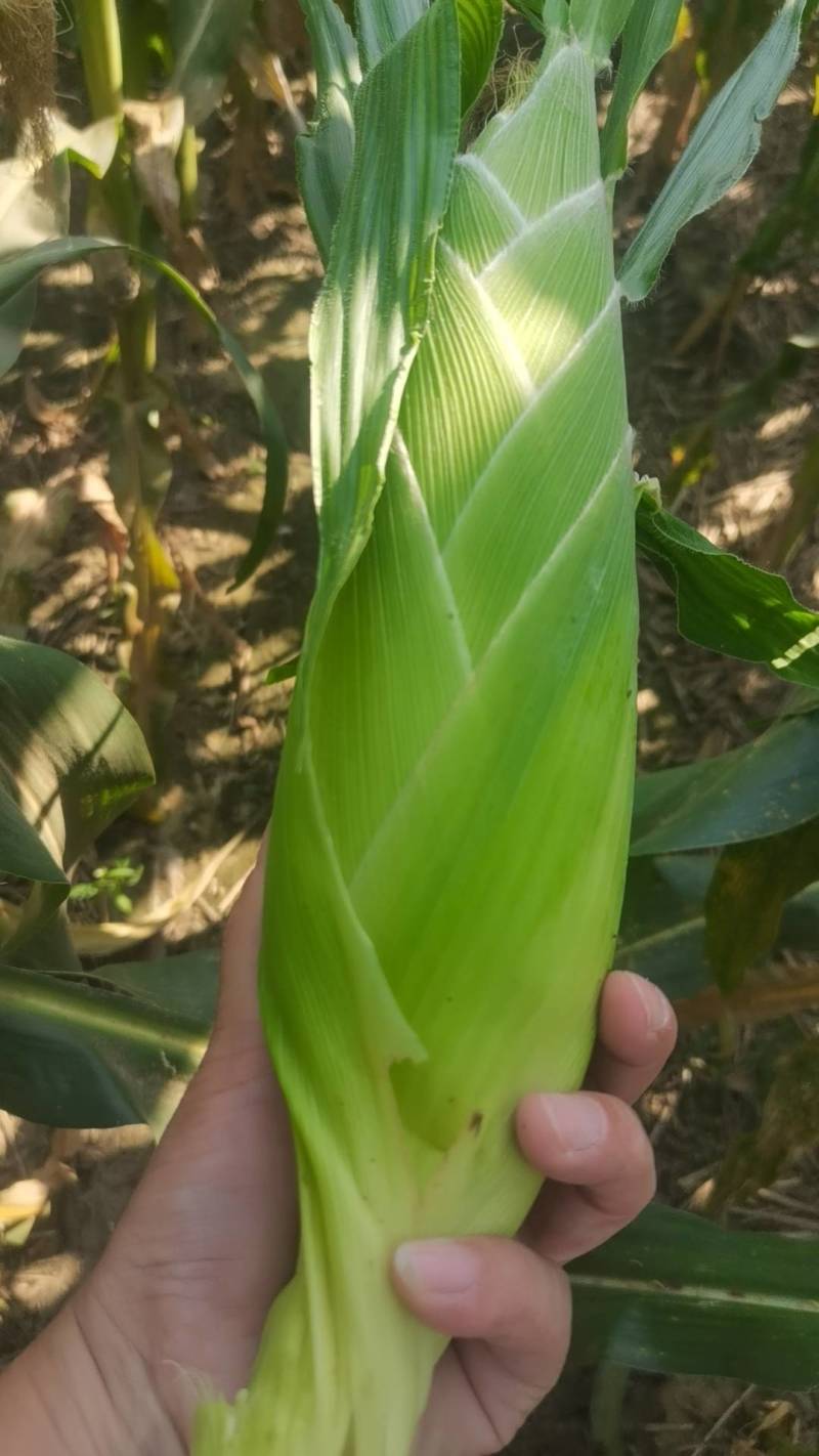 太阳花水果玉米