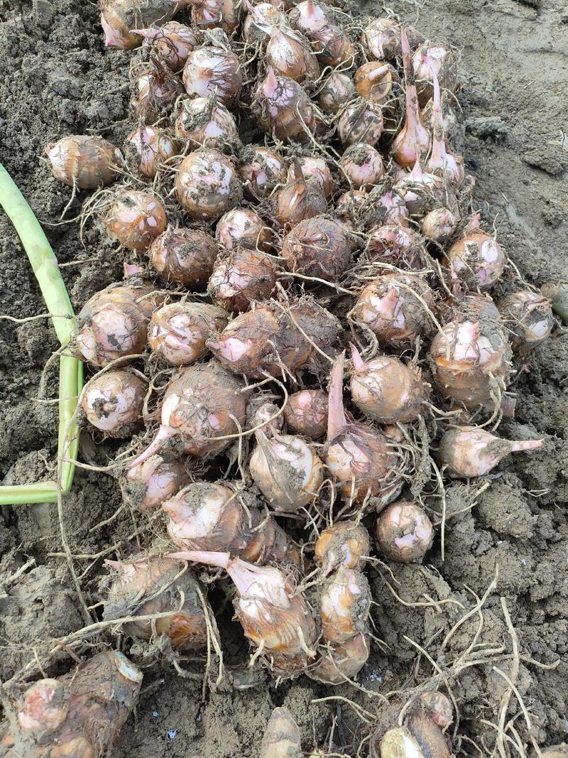 红芽芋头大量上市中。