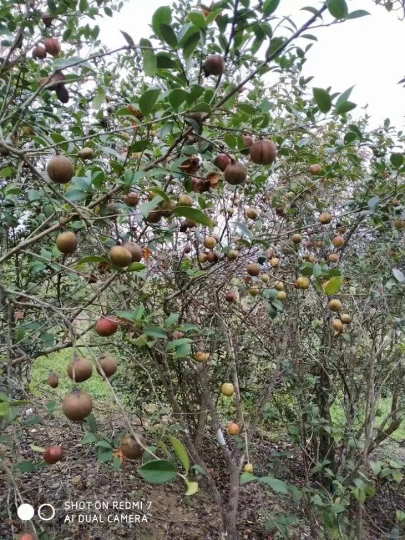 广西巴马山区农家自榨山茶油产地代收代发质量保证价格实惠