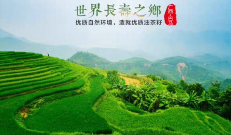 广西巴马山区农家自榨山茶油产地代收代发质量保证价格实惠