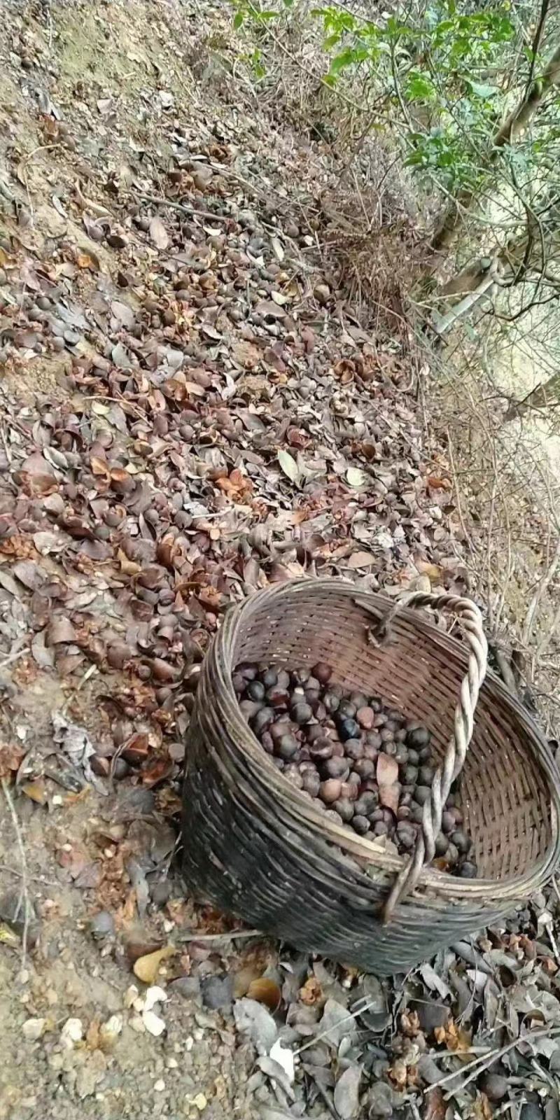 广西巴马山区农家自榨山茶油产地代收代发质量保证价格实惠
