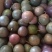 云南高山百香果大量上市