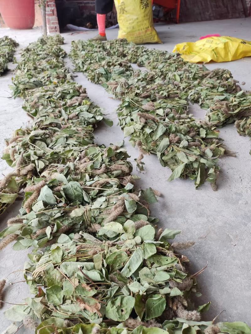 本地野生狸尾草大量批发一手货源代发全国