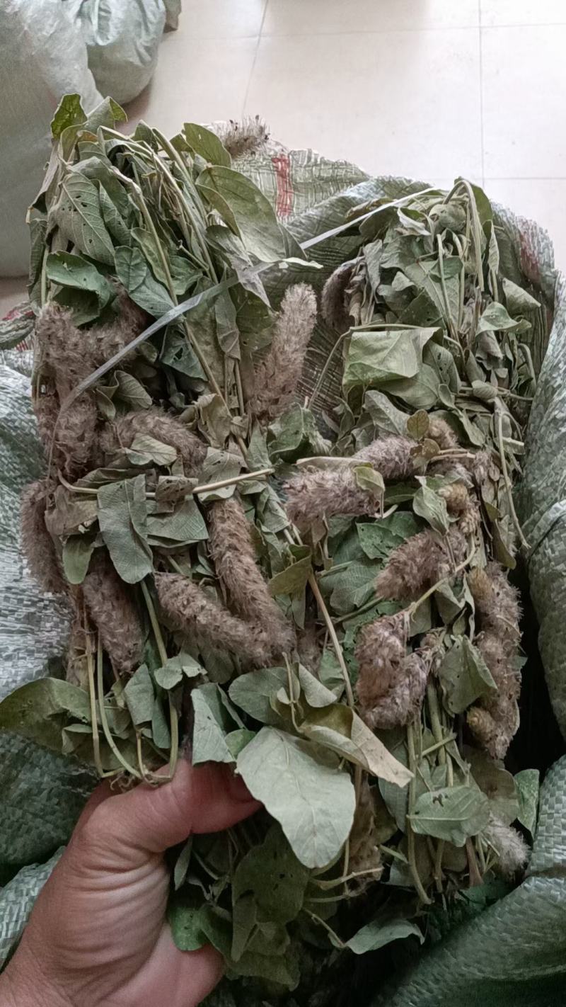 本地野生狸尾草大量批发一手货源代发全国