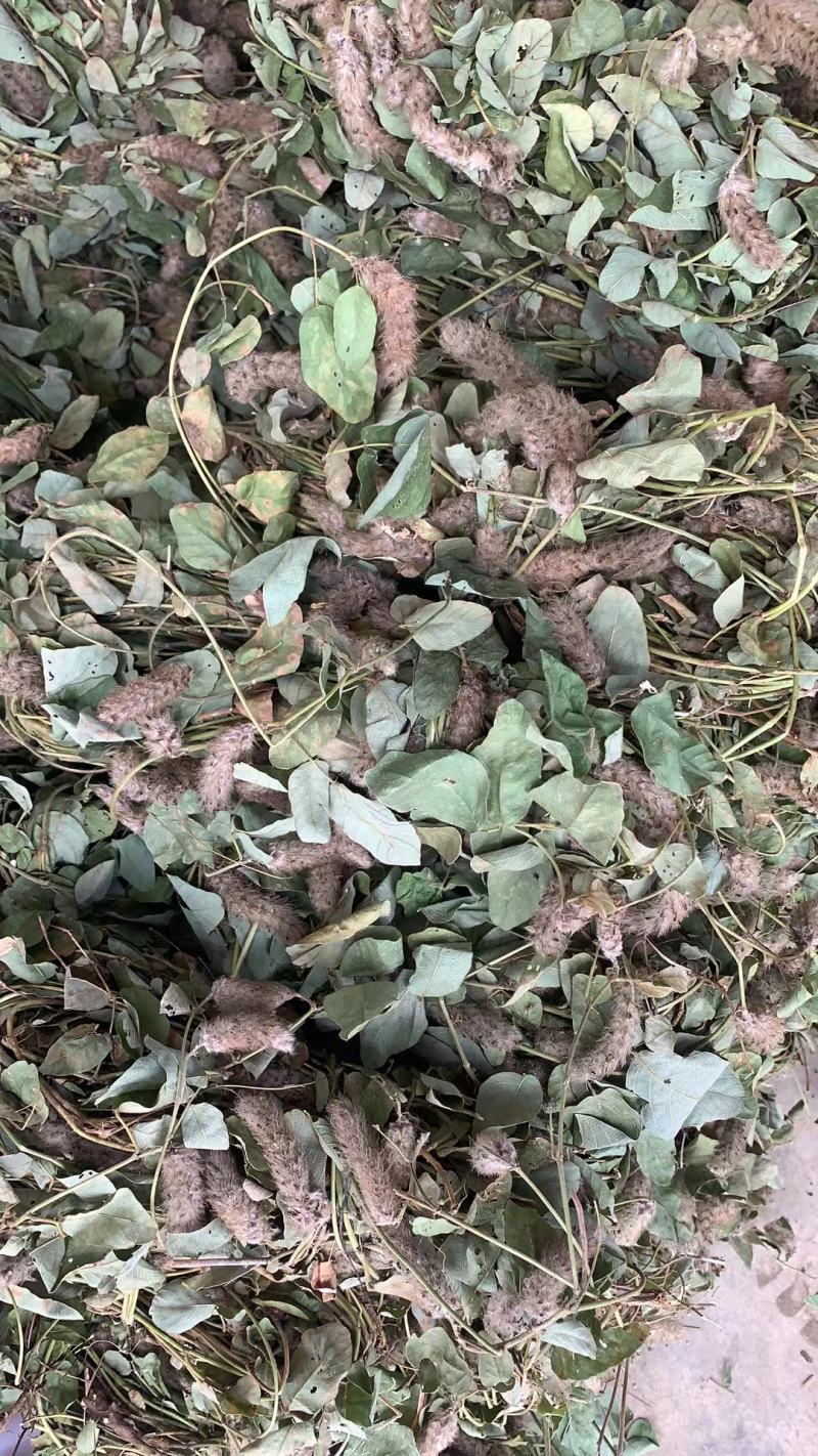 本地野生狸尾草大量批发一手货源代发全国