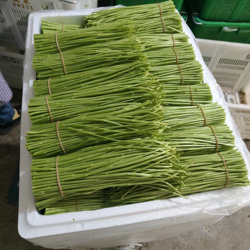 优质芦蒿