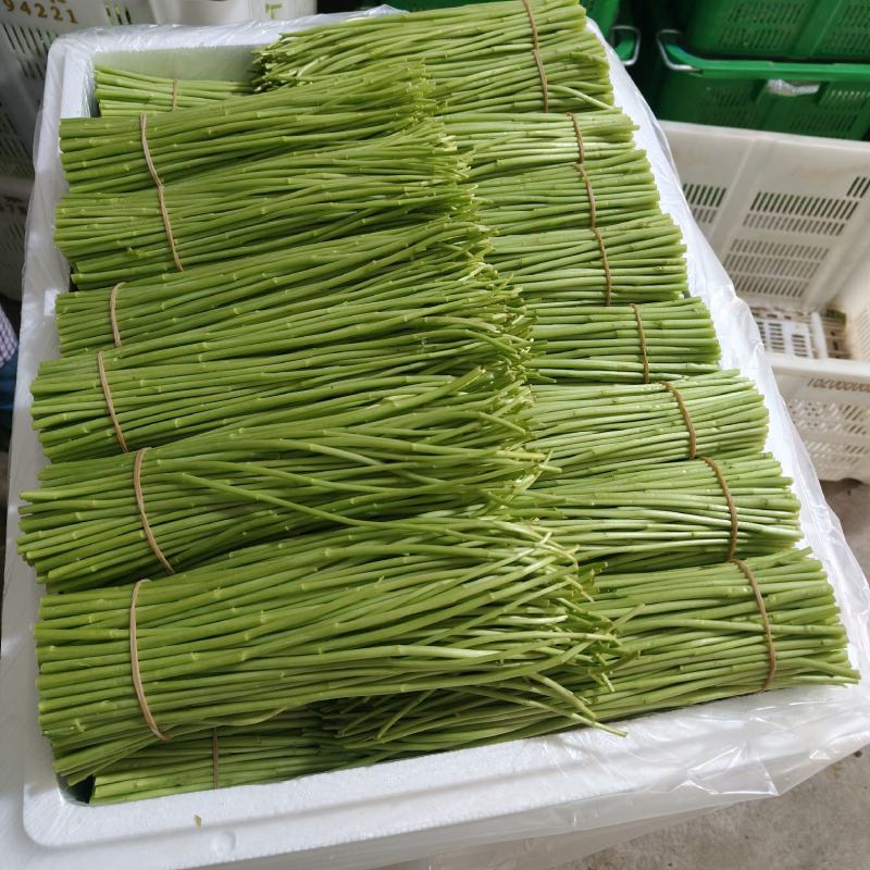 优质芦蒿
