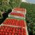 长丰红颜奶油草莓大量上市！一手货源！产地供应！保质保量！